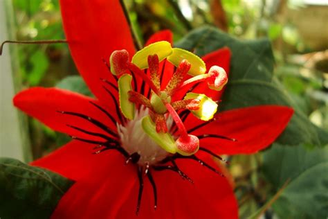 Fleur De La Passion Passiflora Coccinea