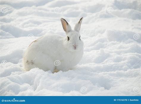 4248 White Rabbit Snow Stock Photos Free And Royalty Free Stock Photos