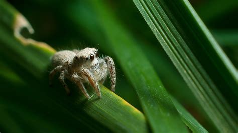 spider, Animals, Nature, Jumping Spider, Salticidae, Arthropods ...