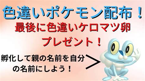 【ポケモンsv】色違いポケモン配布！ウルボ入り色違いケロマツ卵最後に配布します！【pokémon】 Youtube