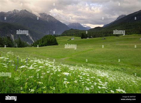 Alpine Meadow Near Umhausen Otztal Valley Tyrol Austria Stock Photo