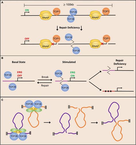 Frontiers Topoisomerase Mediated DNA Damage In Neurological Disorders