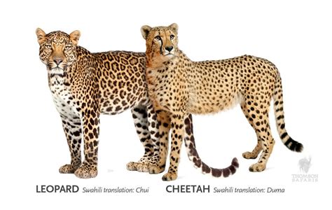 Leopard Vs Cheetah Can You Tell The Difference Asilia