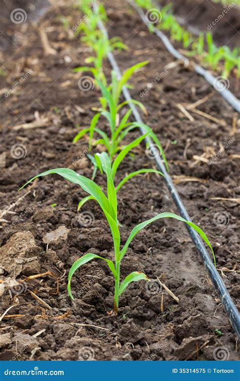 Corn Field Growing With Drip Irrigation Stock Image Image Of
