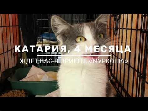 КАТАРИЯ - YouTube