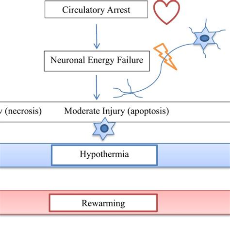 The Diagram Shows Relationship Of Hypothermia And Rewarming With The