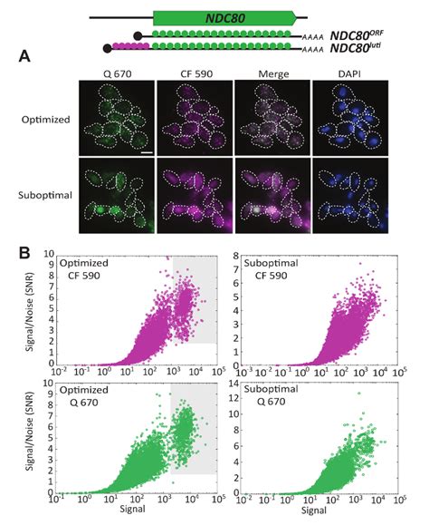 Single Molecule Fluorescence In Situ Hybridization Smfish Analysis In