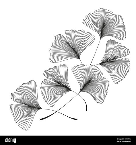 Vector Illustration Of Ginkgo Biloba Leaves Background With Silhouette