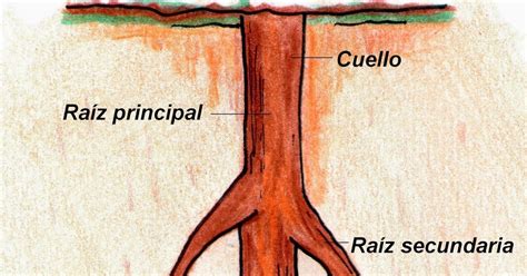 Las Plantas La RaÍz