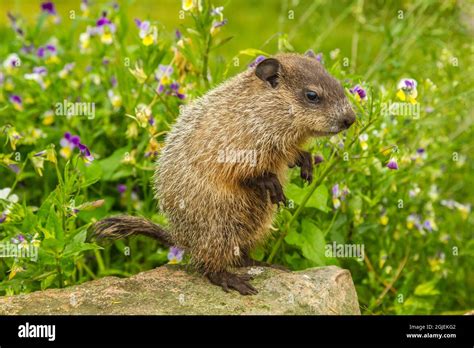 Baby woodchuck hi-res stock photography and images - Alamy