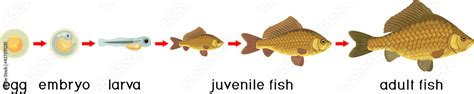 Fish Life Cycle Sequence Of Stages Of Development Of Crucian Carp