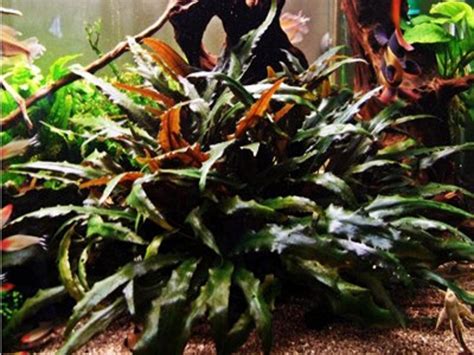 Cryptocoryne Wendtii Brown Akvarioverastlinysk