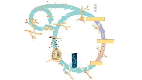 Ascomycota Life Cycle Diagram Quizlet