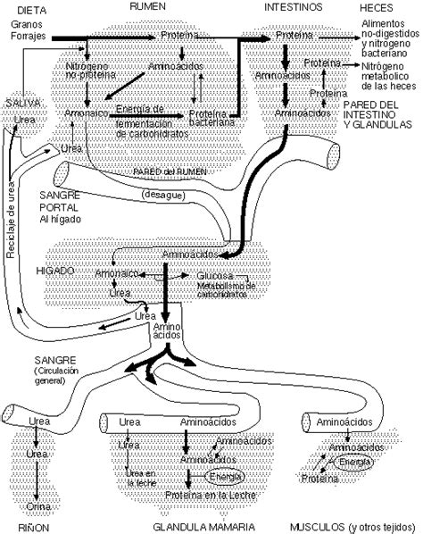 Metabolismo De Prote Nas En Vacas Lecheras