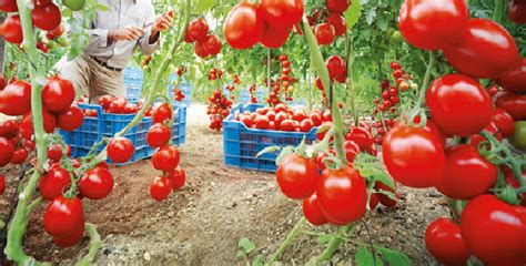 Asaja Estime Qualmeria A Perdu 2 000 Hectares De Culture De Tomates Au Cours Des Neuf Dernières