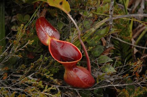 Nepenthes Tropical Rainforest