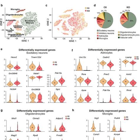 Single Nuclei Rna Seq Of Cortical Tissue From Emx1 Cretrim28 Ko