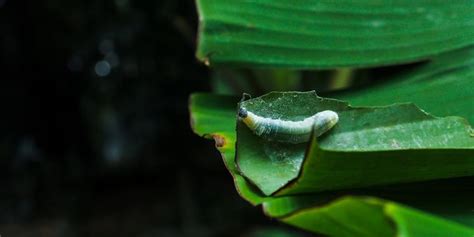 Cara Mengendalikan Ulat Pisang Dengan Pestisida Nabati Daun Sirsak