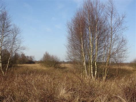 Betula Pubescens Baumschule Frank