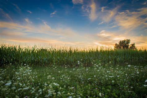 Free Images Landscape Nature Horizon Cloud Growth Plant Sky Sunrise Sunset Meadow