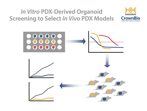 How To Select The Right In Vivo Pdx Using Pdx Derived Organoids Pdxo