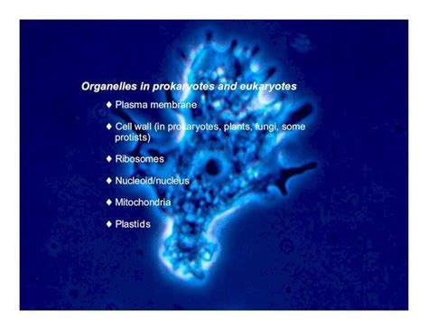 Pdf Plastids Mitochondria Nucleoidnucleus Ribosomesnucleoid