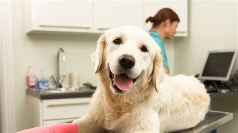 Contact a Veterinarian in Texarkana, TX | Westridge Animal Hospital