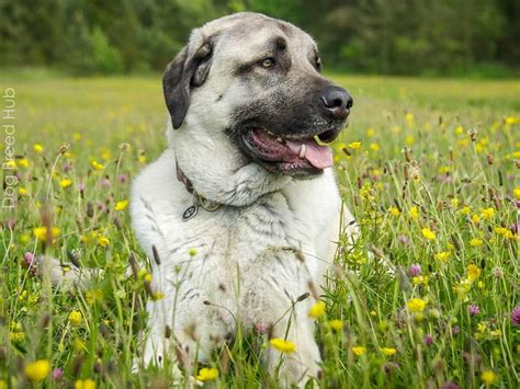 Anatolian Shepherd Mix: History, Origin, and Breed Traits
