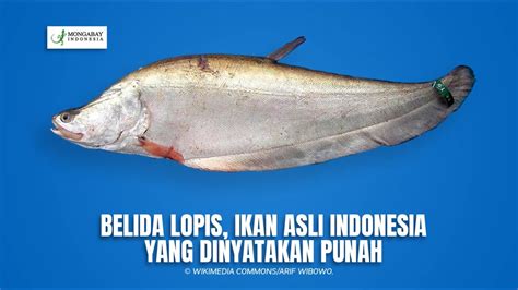 Belida Lopis Ikan Asli Indonesia Yang Dinyatakan Punah Youtube