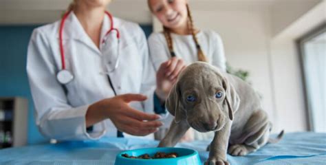 Aliments Toxiques Pour Chien Attention Ces Aliments