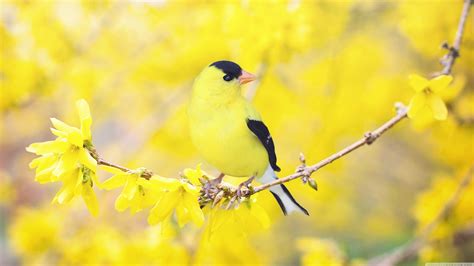 Spring Birds Wallpapers Wallpaper Cave