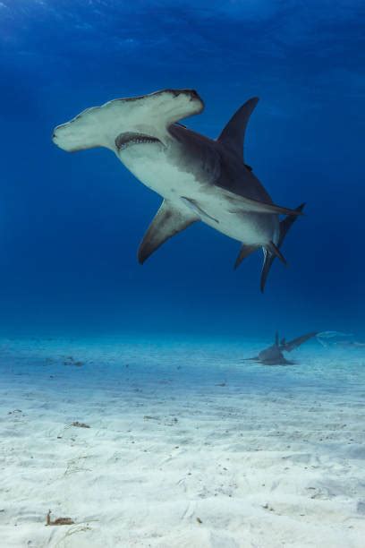 Hammerhead Shark Eyes Stock Photos Pictures And Royalty Free Images Istock