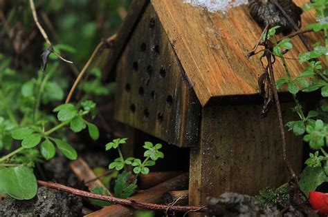 Premium Photo Close Up Of Birdhouse