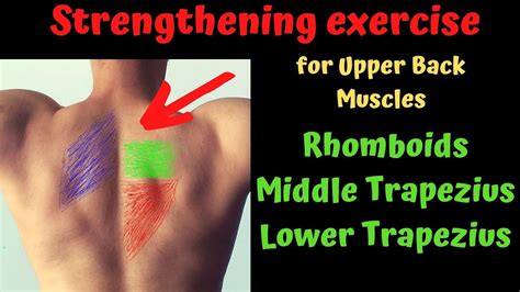 Upper Back Strengthening Exercise Rhomboids Traps Exercise Youtube