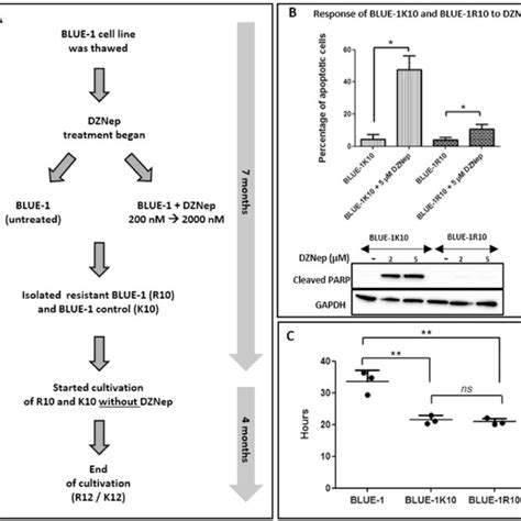 TaqMan Assays Used For Gene Expression And Copy Number Variation CNV