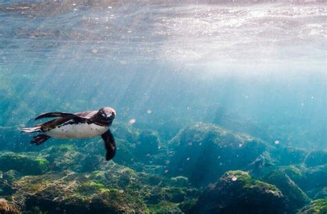 5 Reasons To Visit The Galapagos Islands Galapagos Insiders