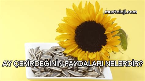 Ay Ekirde Inin Faydalar Nelerdir Mustoloji