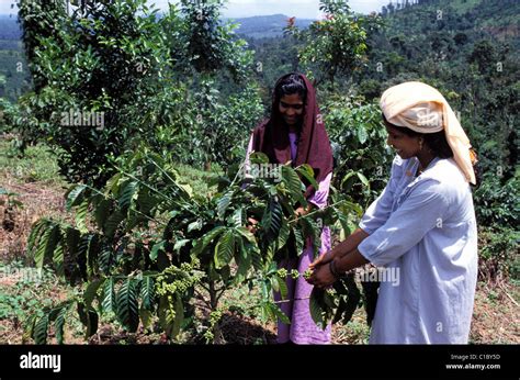 Coffee Plantation In Kerala