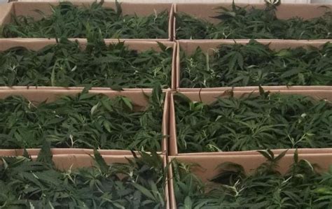 Marihuana Plantage In Lingen Hochgenommen Polizei Mit Erfolg Gegen