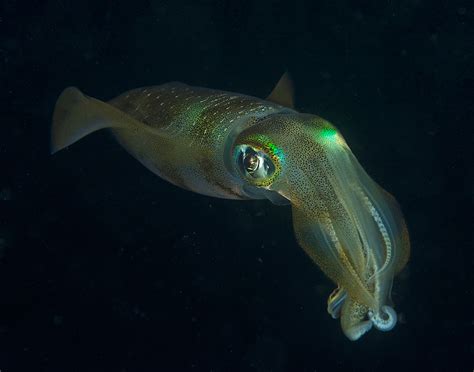 Cuttlefish And Squid Gloria Freund