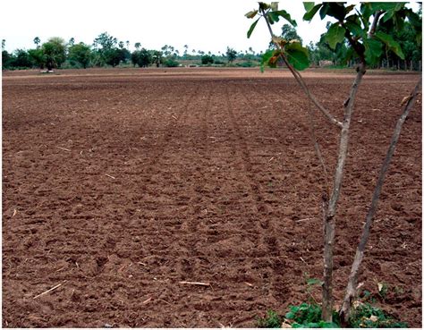 'Dabba pathi' double-lined field ready for planting, 2004. Copyright... | Download Scientific ...