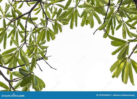 Green Leaves On A White Background Stock Image Image Of Environment
