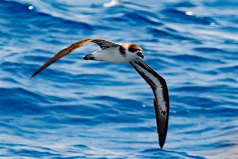 AA Bird Photography Worldwide PROCELLARIIFORMES PETRELS BLACK CAPPED