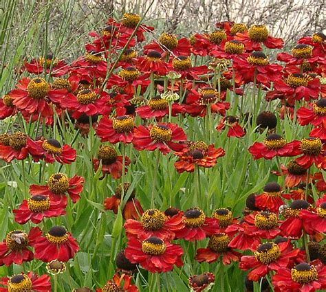 DZIELŻAN JESIENNY MIODODAJNY HELENIUM AUTUMNALE OgrodniczyRaj pl