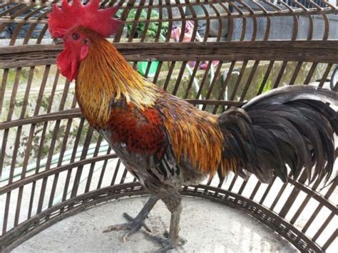 Cara Merawat Ayam Pelung Supaya Berkokok Panjang Berita Terkini