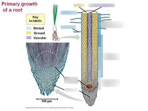 Biol106 (Exam 1) Primary Growth of a Root Diagram | Quizlet