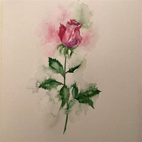 A Drawing Of A Rose