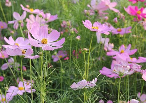 cosmos flowers in the garden 13029163 Stock Photo at Vecteezy