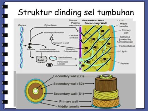 Gambar Sel Tumbuhan Lengkap: Fungsi Dinding Sel Pada Sel Tumbuhan