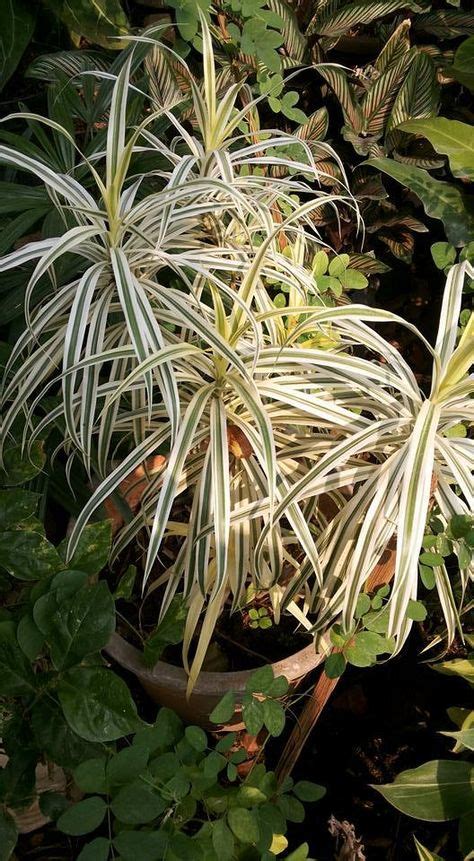 14 Best My Variegated Garden Images In 2020 Variegated Plants Garden